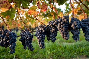 vignoble08
